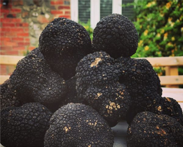 Truffles - Wiltshire Truffles