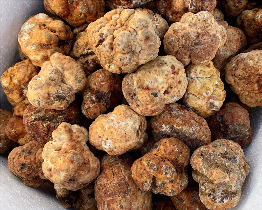 Buy white truffles uk