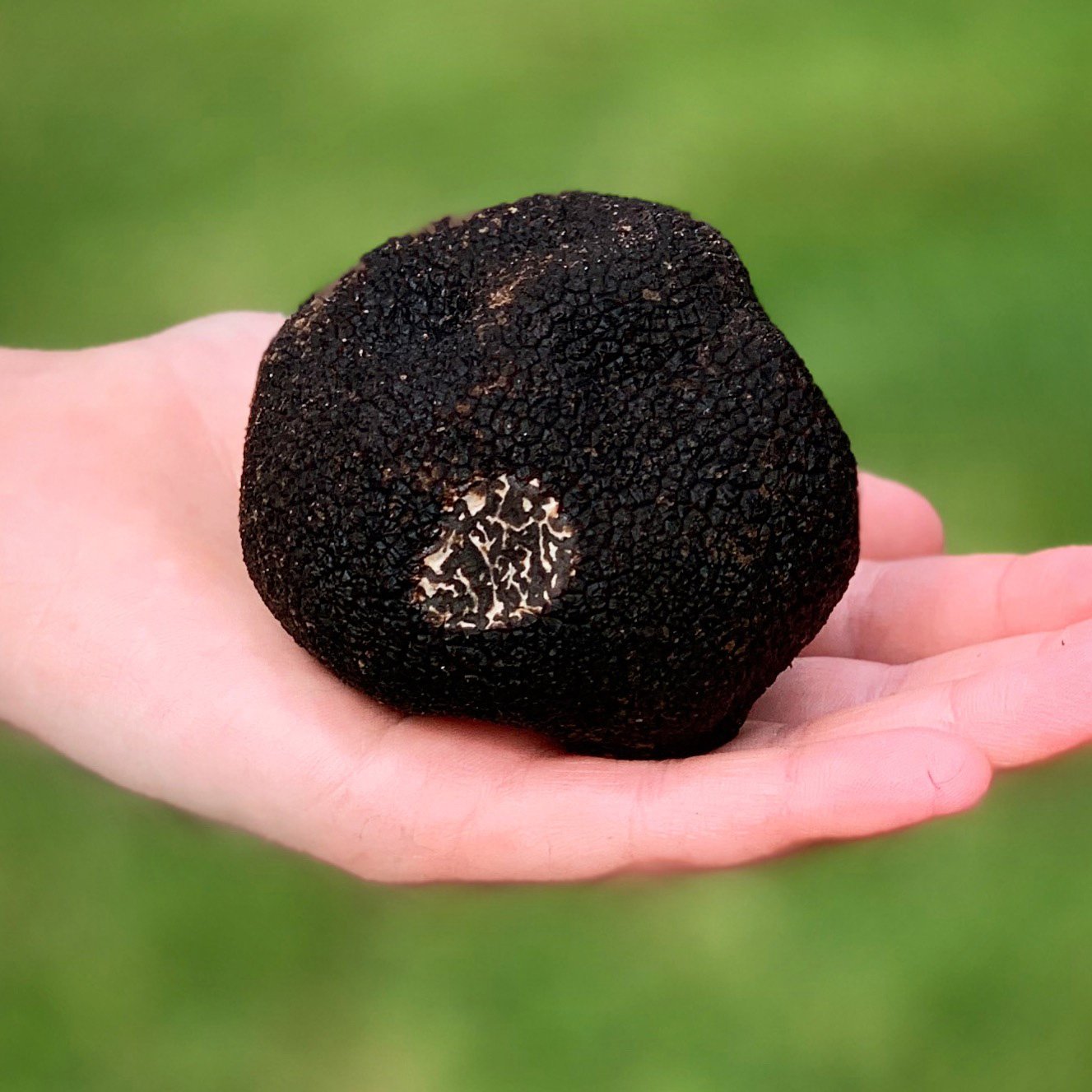 Buy Fresh Truffles - Wiltshire Truffles