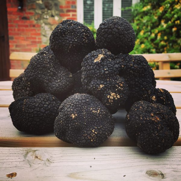 summer-truffles-600x600.jpg