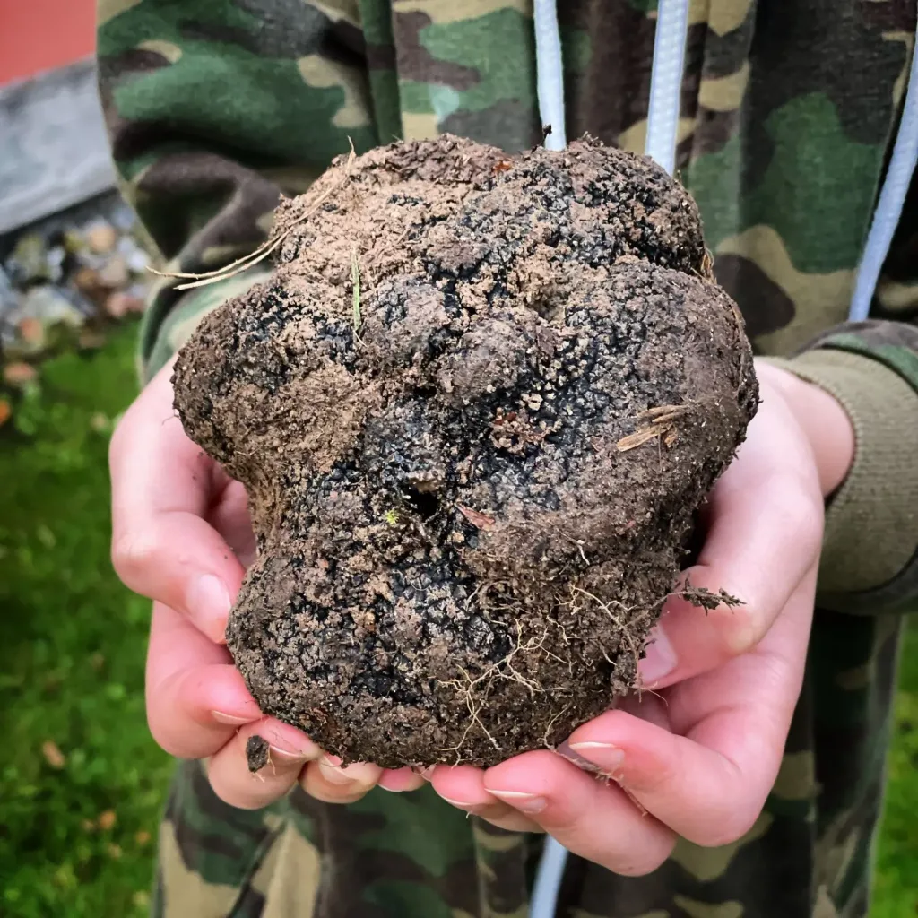 A giant muddy truffle fresh from the ground, held in two hands