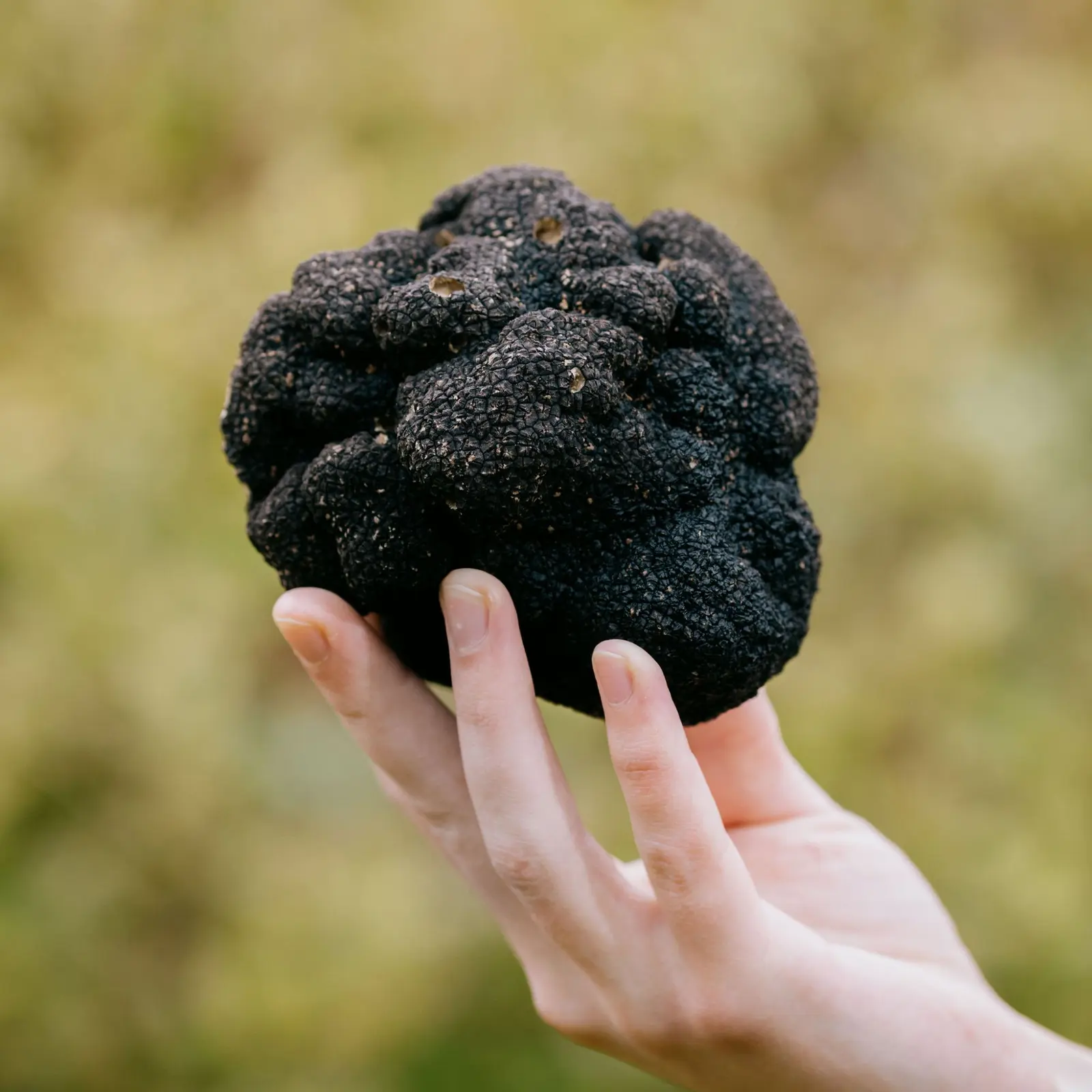 A Giant Truffle, a Lockdown Raffle and £9,175 for Charity!