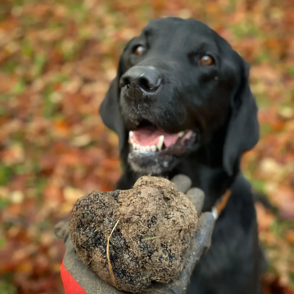 A black labrador truffle dog behind a large freshly dug truffle in a gloved hand