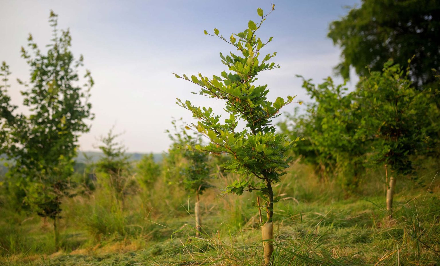 Truffle Trees Wiltshire Truffles