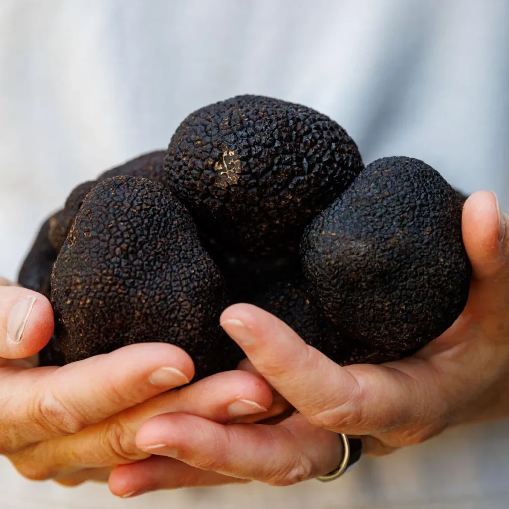 A handful of fresh black winter truffles