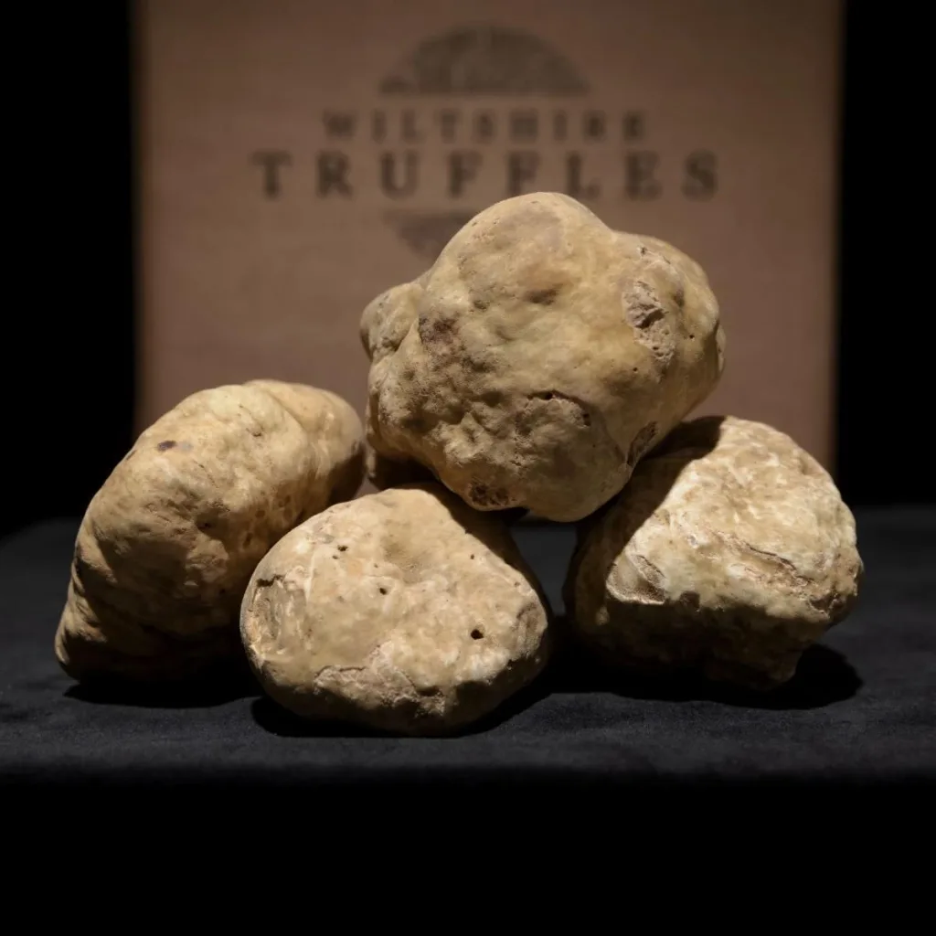 Fresh white truffles in front of a Wiltshire Truffles box